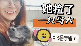 她捡到一只马犬然后砸手里了流浪狗领养指南