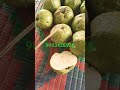 green world nursery thai 5 guava fruit plants