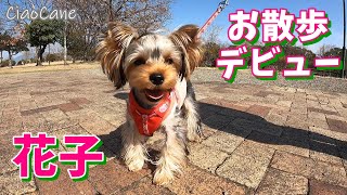 花子はじめてのお散歩【ヨークシャーテリア専門犬舎チャオカーネ】