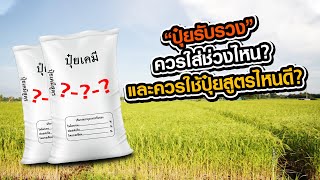 ปุ๋ยรับรวง ควรใส่ช่วงไหน? และควรใช้ปุ๋ยสูตรไหนดี? | ข้าวหอมมะลิ 105