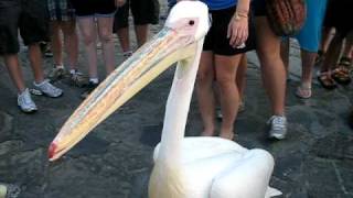 Mykonos Greece -  Petros The Pelican