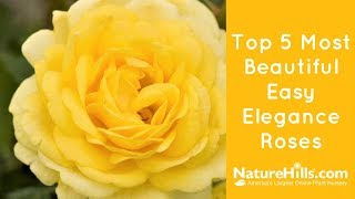 Top 5 Most Beautiful Easy Elegance Roses | NatureHills com