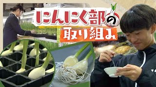 高校に誕生！“にんにく部”水耕栽培で生産～ふるさと納税の返礼品にも“においが残りにくい特徴”