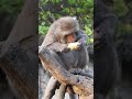 formosan macaque taipei zoo 臺灣獼猴 台北市立動物園