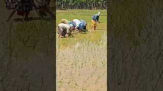 Beautyful life style..#nature #malnad #agriculturelife #agriculture #youtubeshorts #villagelife