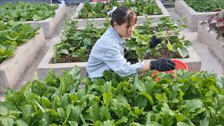 Instant pickled cabbage is easy to make, delicious, and goes very well with hot rice, braised mea...