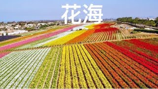 前往北投社三層崎公園欣賞美麗花海。開放到3/31，搭捷運就可以到的花海。