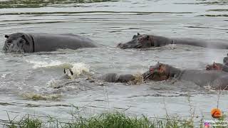 Incredible Kruger dam scene plays out as hippos rescue wildebeest