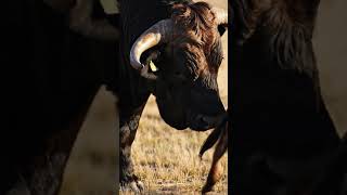 Gaur Majesty: Untamed Power and Grace #wildlife #animals #nature #bull #lion