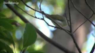 野鳥撮影・ イイジマムシクイ Ijima's leaf-warbler