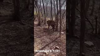 Arrowhead \u0026 T-101 fight😳 #ranthambore #ranthamborenationalpark #ranthamboretigersafari #rajasthan