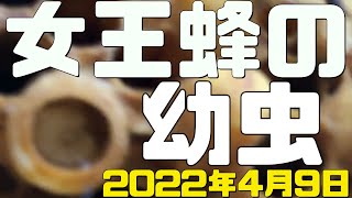 ２号機　女王蜂の幼虫と蛹を確認！　王台発見から３週間　内見　分蜂間近！分蜂まであと１週間　２０２２年４月９日【日本ミツバチ庭先養蜂】【庭先養蜂家】【日本蜜蜂】【庭先養蜂】【か式巣箱】【巣枠式】