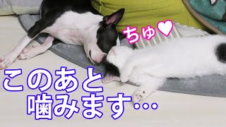 寝てる犬を噛んでみたドッキリをします！【フレブル・ボステリ・子猫】