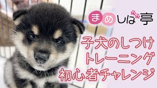 子犬のしつけトレーニング！！初心者チャレンジ♪毎日ハッピーなまめしばおチビたちのブログ・vlog