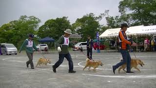 北海道犬協会　長野支部展覧会　幼犬牝組　特良１席　エゾピリカ