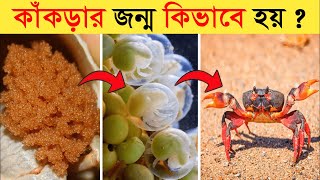 কাঁকড়ার জীবনচক্র || Crab Life Cycle Video | Life Cycle Of Crab In Bangla