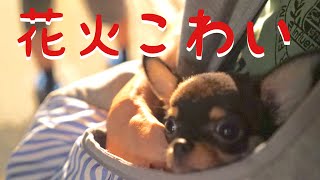 #34 黒豆くん花火にタジタジ？【極小チワワ】