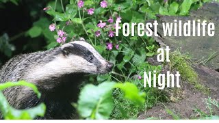 Nocturnal Wildlife Documentary: The Night Wildlife Of a Secret Dutch Forest