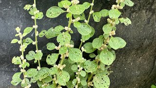 ഈ പുല്ല് പറിച്ചു കളയല്ലേ l Aerva Lanata/Cheroola Polpala Balipoovu