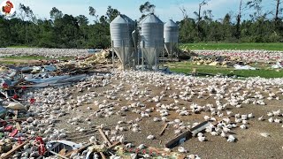 Bão MILTON Quá Thảm Khốc! Cơn Bão Quét Qua Trang Trại Gà Khiến Nông Dân Mỹ Thiệt Hại Nặng