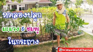 วิธีปลูกผลไม้ในกระถาง ในบ้านจัดสรร (มือใหม่หัดปลูก)