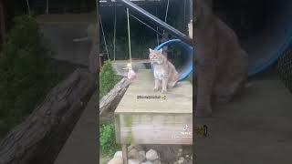 Hanging Meat Enrichment for Manka bobcat