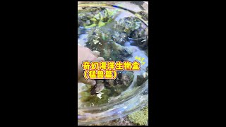 海洋生物们来咯～第一次见到活的乌贼！ #诺亚方缸