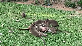 Monkey fight