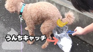 犬のうんちをキャッチ！便利なグッズみつけちゃいました！【トイプードル】