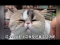 盘点那些猫猫剃毛后的造型，来看看哪只最搞笑 金渐层 银渐层