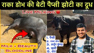 राका डोभ की पैप्सी झोटी की Live Milking 🛑 मुर्रा की पुरानी लाईन 👍 करोथा , रोहतक Mb.99926-15656