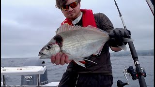 Big Tarakihi session (Waimarama Boat Fishing)