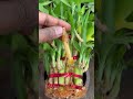 🥹இந்த தப்பு பண்ணாதிங்க lucky bamboo 🙃🥹