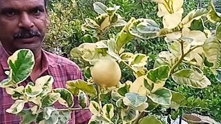 നാരങ്ങ കേരളം limekerala #lemon #farming