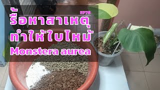 EP76 รื้อหาสาเหตุทำให้ใบไหม้ Monstera aurea