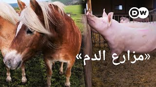 وثائقي | هرمون الفرس الثمين - معاناة الخيول من أجل لحم خنزير رخيص | وثائقية دي دبليو