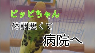 セキセイインコのピッピちゃん、調子悪そうで動物病院行ってきました。結果は？#セキセイインコ#ピッピ#動物病院#結果は？