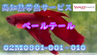 【ヤフーショッピングタ】ベールテールオス10匹　02M0901 001から010