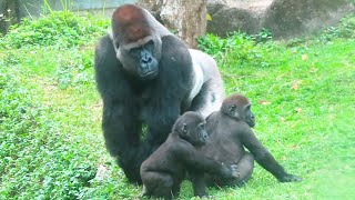 小金剛Jabali與Ringo的好笑玩樂方式Jabali and Ringo’s funny ways to have fun#金剛猩猩#gorilla