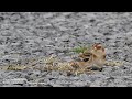 snow bunting