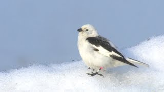 Snow Bunting