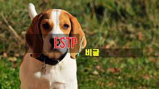 나만 몰랐던 MBTI별 강아지 (MBTI type and puppy)