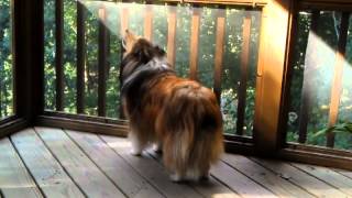 The primal sheltie howl