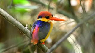 മേനി പൊന്മാൻ ( Oriental Dwarf Kingfisher )