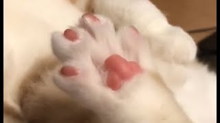 肉球をくすぐられる子猫うに