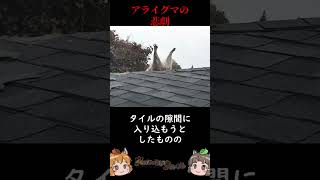 【悲報】アライグマ屋根に突き刺さる #shorts #へんないきものチャンネル