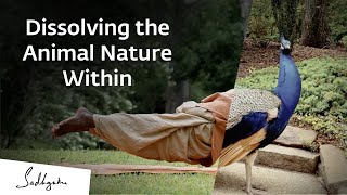 Dissolving the Animal Nature Within | International Day Of Yoga
