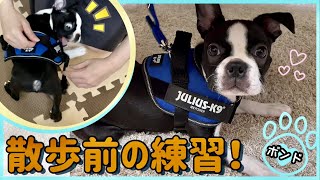 【ボストンテリア子犬】散歩前に家の中で練習！【生後2ヶ月～3ヶ月】