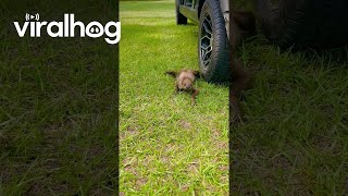 Baby Sloth Touches Grass For First Time || ViralHog