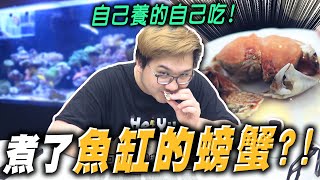 竟然把魚缸煮來吃？煮了魚缸的螃蟹！｜水族時間【黑羽】